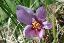fleur de safran