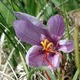 fleur de safran