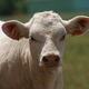 Elevage charolais des trois cheminées