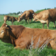Ferme de la Cocanderie