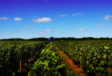 Damien Pinon, domaine de la Poultière