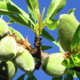 Les Amandes Et Olives Du Mont Bouquet