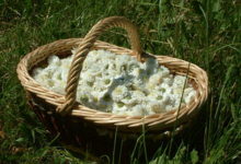 Les herbes de l'écureil, GAEC Plantago