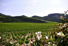 Mas Karolina - Vignoble
