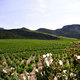 Mas Karolina - Vignoble