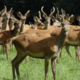 Les Compagnons De La Lande