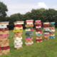 Abeilles d'Armor
