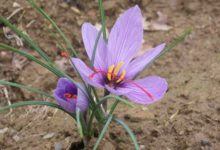 Safran de Vilaine