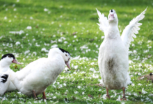 Le canard est dans l'assiette