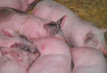 Ferme de l'Etoile