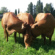 Fromagerie Roumanille