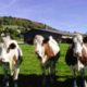 La Ferme Des Valnoix