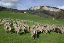 bergerie de Saint Pierre