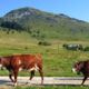 Ferme GAEC la Pointe d'Andey