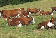 Au Bonheur des Fromages