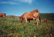 abbatoir de viande Tarentaise