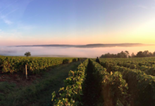 Champagne Delot