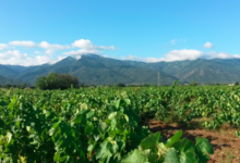 Domaine Las Mariquitas
