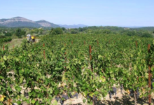 Domaine Sainte Octime