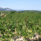 Domaine Sainte Octime