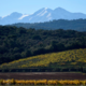 Domaine Bellavista