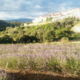 Floraluna