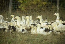 Earl des Parribets, foie gras Pique