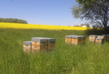Du miel à Collias