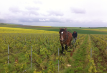 Champagne Etienne Calsac
