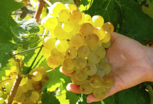 Domaine Gentile