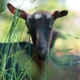 La ferme bio du chatain