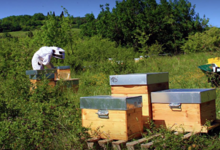 Les Abeilles de Fanny