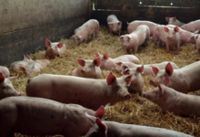 Porc de Wambrechies